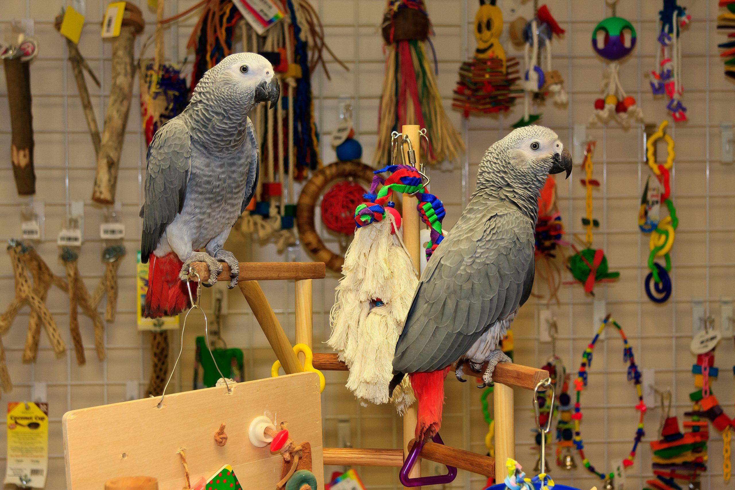 African Grey Parrots for sale