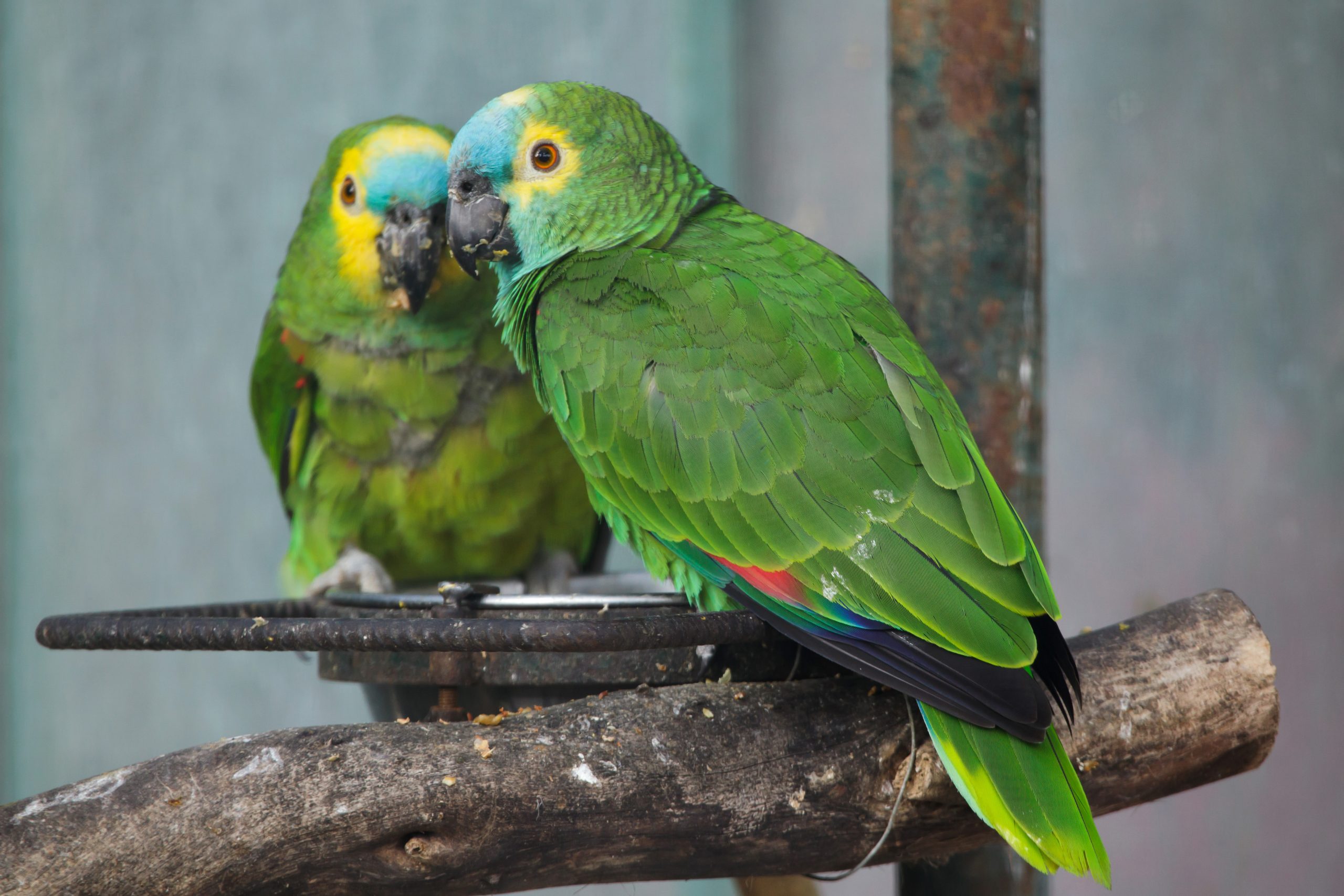 Amazon parrots for sale