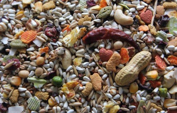 Higgins Safflower Gold Parrot Food