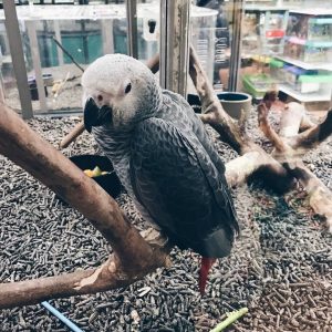 6 Months Old Male African Grey Parrot(Pierre)