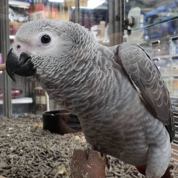 6 Months Old Male African Grey Parrot(Pierre) - Image 2
