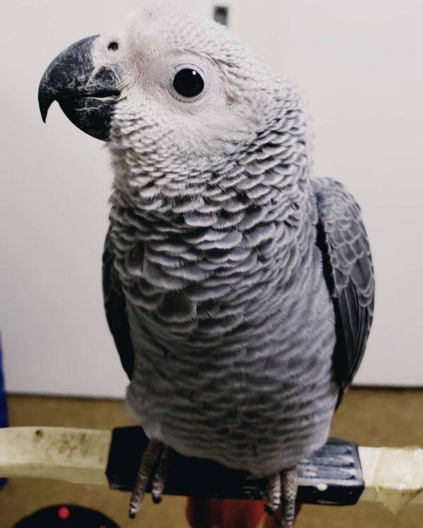 6 Months Old Male African Grey Parrot(Pierre) - Image 3