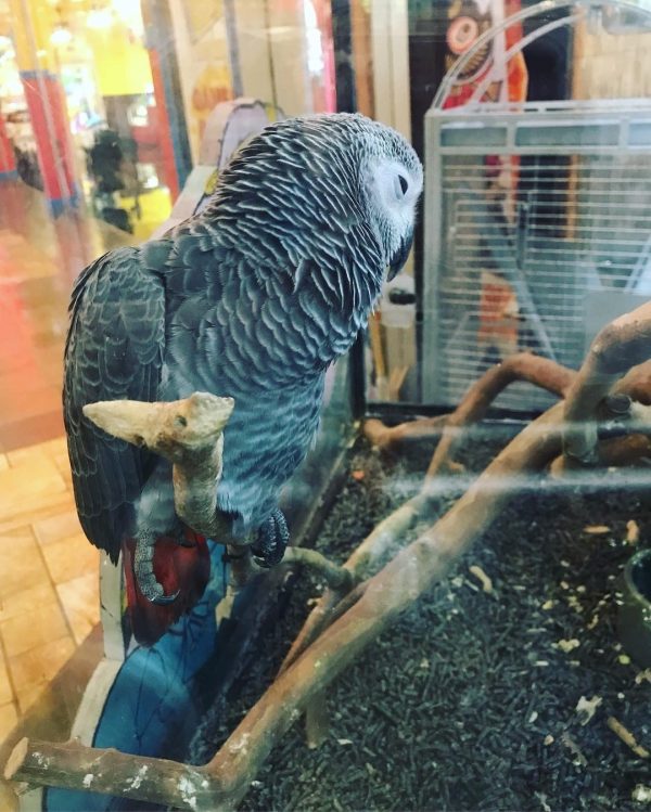 6 Months Old Male African Grey Parrot(Pierre) - Image 4
