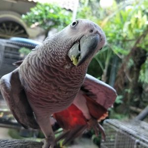 6 Months Old Female African Grey Parrot(Jean)