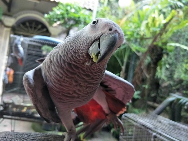 6 Months Old Female African Grey Parrot(Jean)