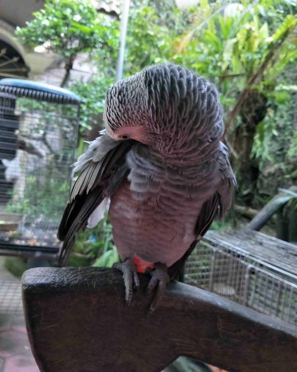 6 Months Old Female African Grey Parrot(Jean) - Image 2