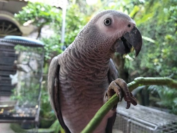 6 Months Old Female African Grey Parrot(Jean) - Image 3