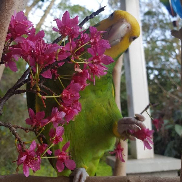 9months old Double Yellow napped Amazon male - Image 2