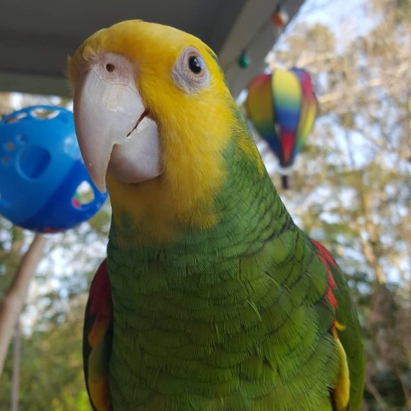 9months old Double Yellow napped Amazon male - Image 3