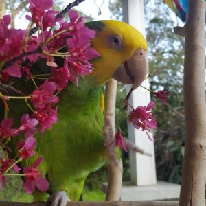 9months old Double Yellow napped Amazon male