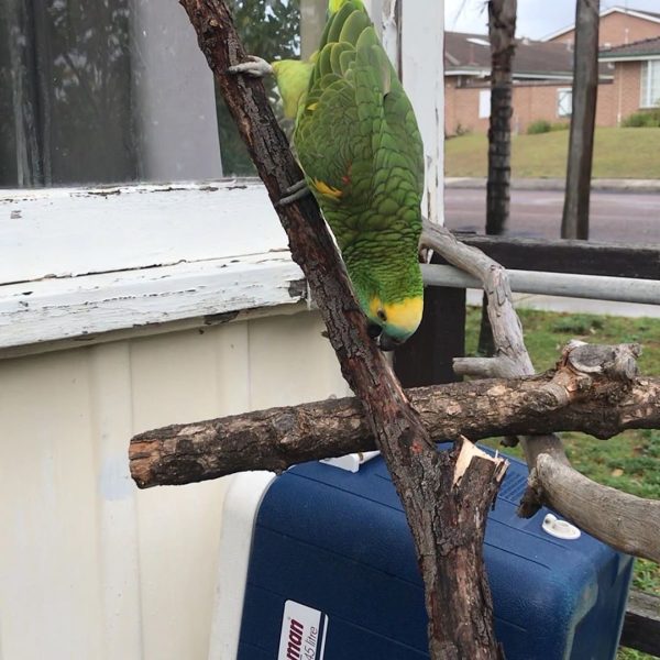 8months male Amazon Parrot - Image 2