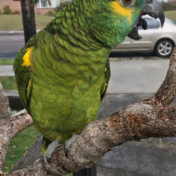 8months male Amazon Parrot - Image 3