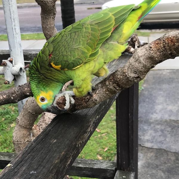 8months male Amazon Parrot - Image 4