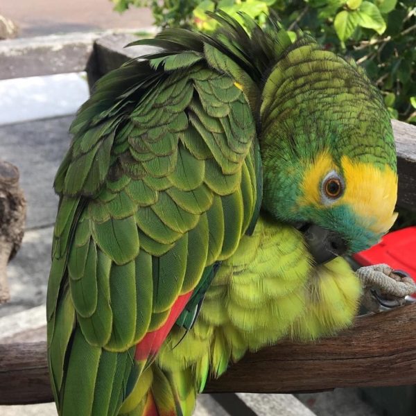 8months male Amazon Parrot - Image 5