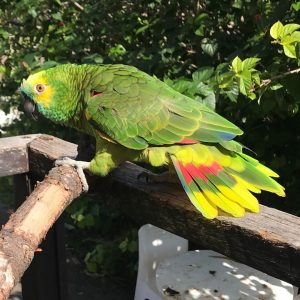 8months male Amazon Parrot