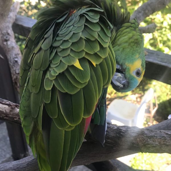 8months male Amazon Parrot - Image 6