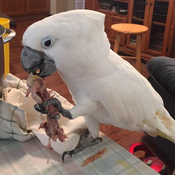 8months Umbrella Cockatoo female - Image 2