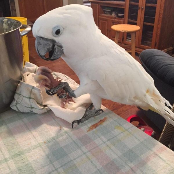 8months Umbrella Cockatoo female - Image 3