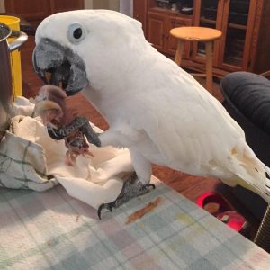 8months Umbrella Cockatoo female