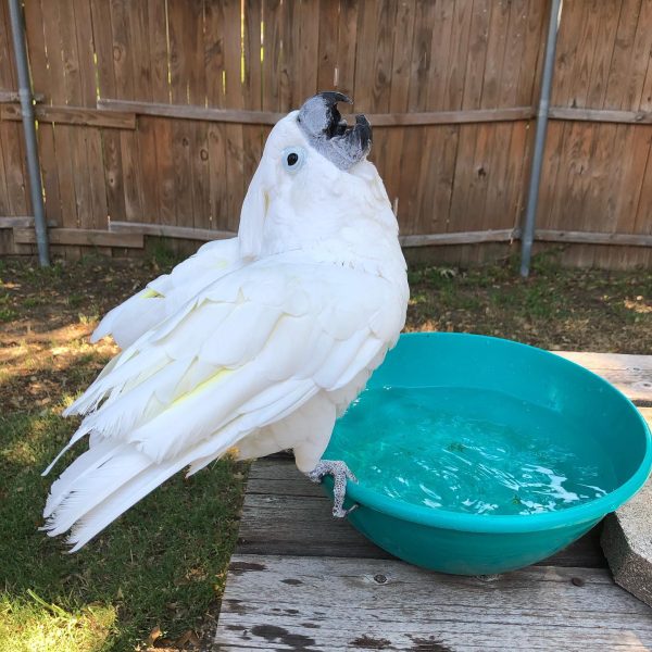 8months Umbrella cocaktoo male