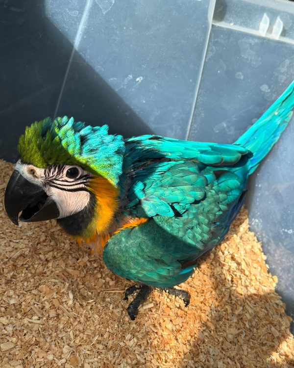 10 weeks old Blue and Gold macaw female - Image 2