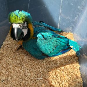 Blue and Gold macaw female