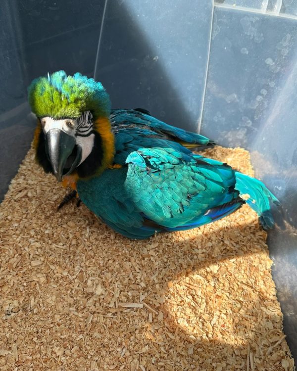 Blue and Gold macaw female