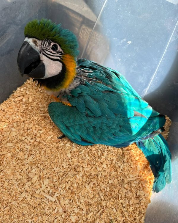 10 weeks old Blue and Gold macaw female - Image 3