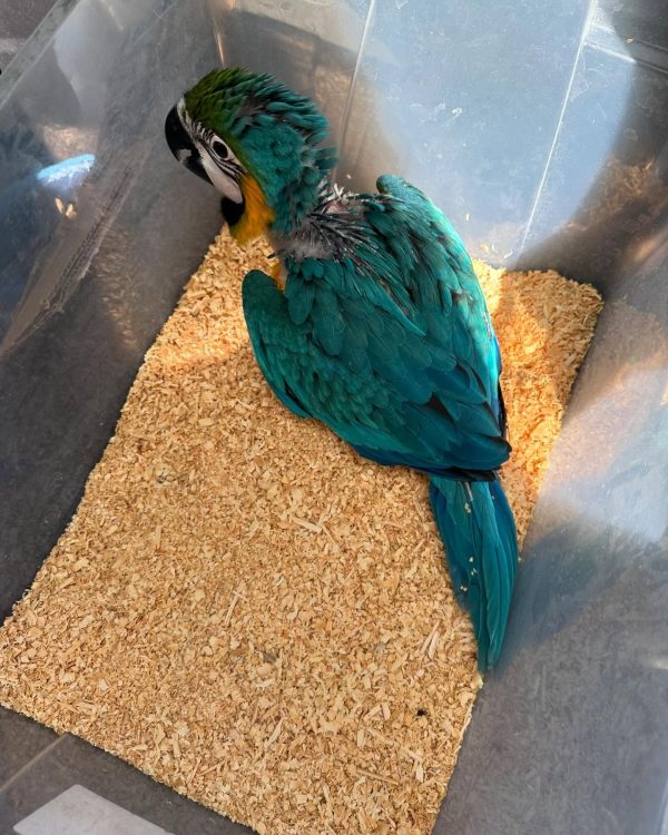10 weeks old Blue and Gold macaw female - Image 5