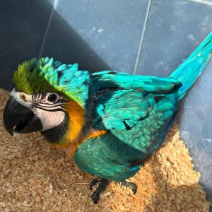 Blue and Gold macaw