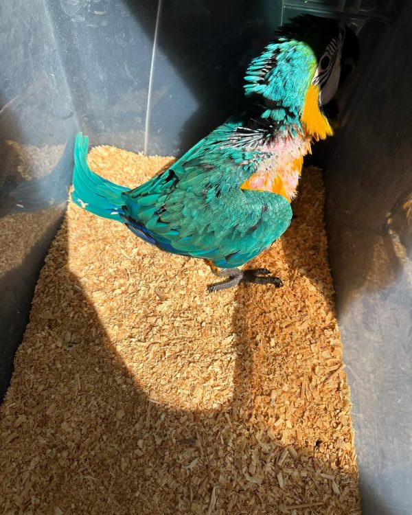 10 weeks old Blue and Gold macaw male - Image 2