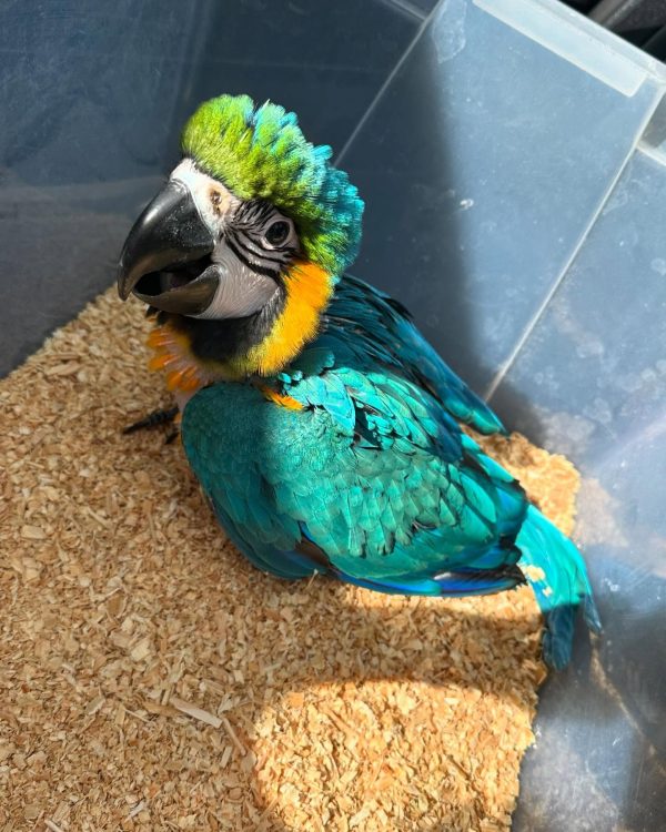 10 weeks old Blue and Gold macaw male - Image 3