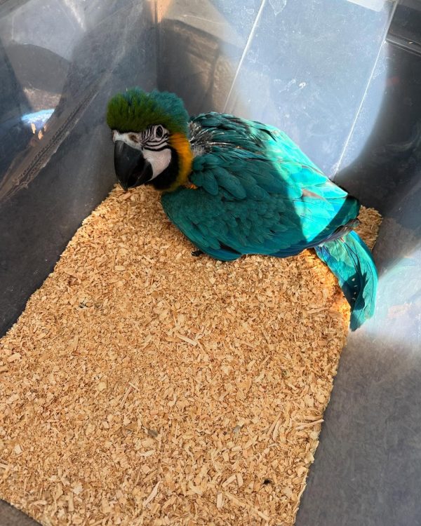 10 weeks old Blue and Gold macaw male - Image 4
