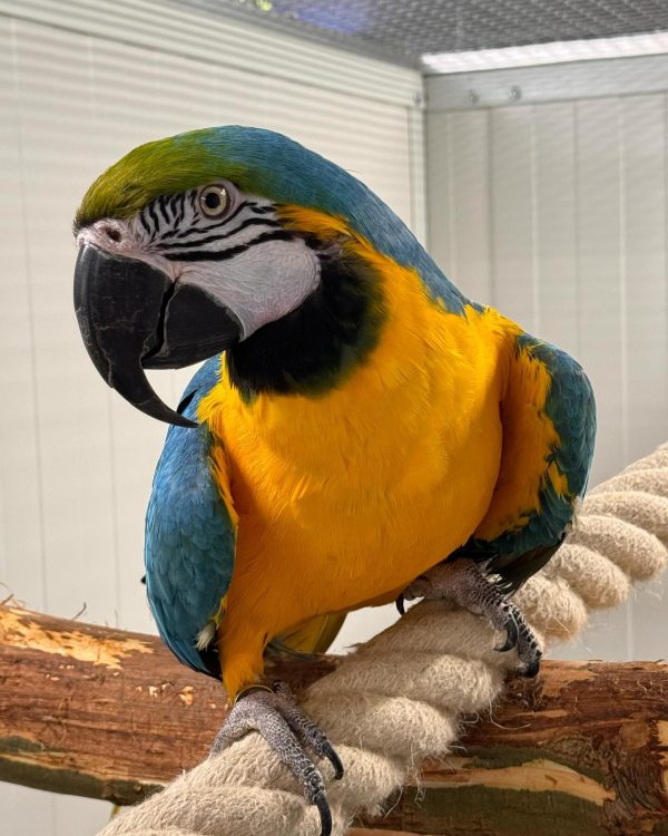 8 months Blue and gold macaw pair - Image 2
