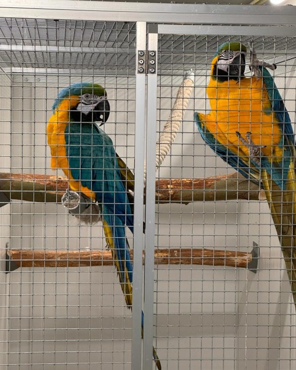 8 months Blue and gold macaw pair - Image 3