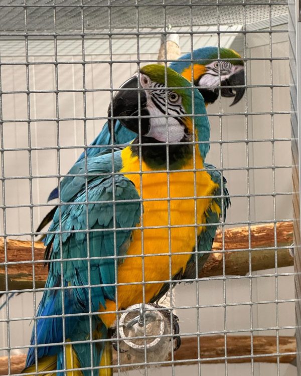 8 months Blue and gold macaw pair - Image 4