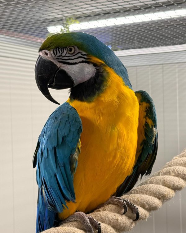 8 months Blue and gold macaw pair - Image 5