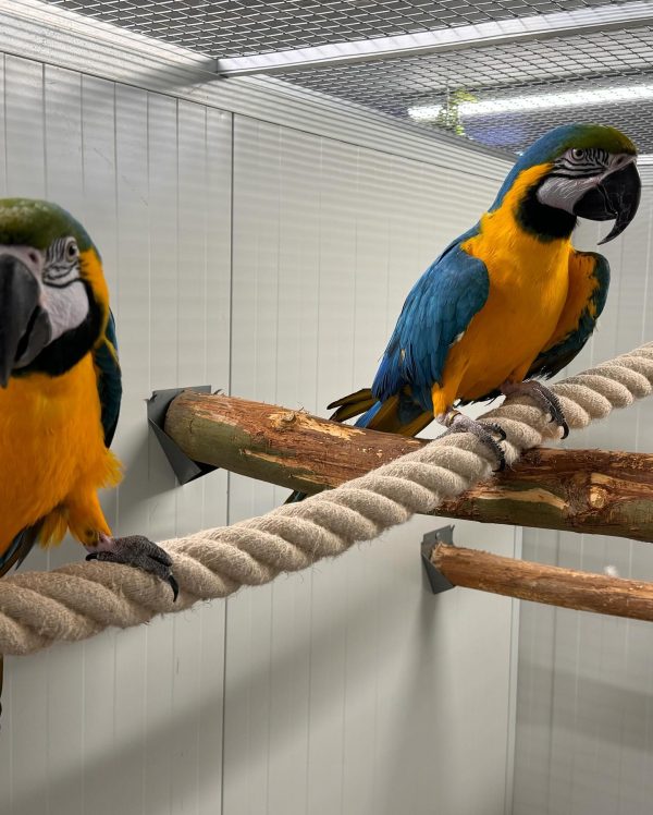 8 months Blue and gold macaw pair - Image 6