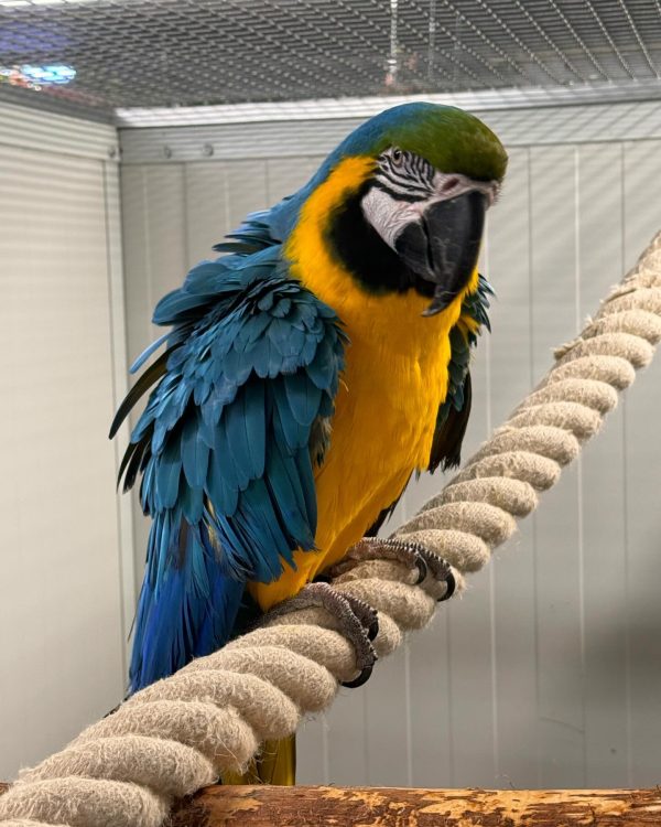 8 months Blue and gold macaw pair - Image 7