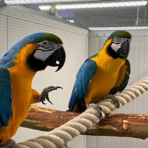 8 months Blue and gold macaw pair