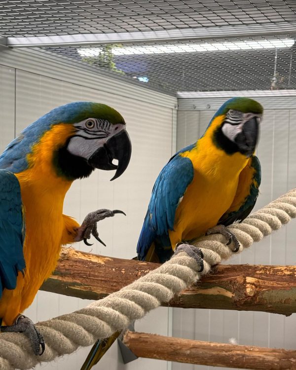8 months Blue and gold macaw pair