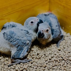 african grey parrot for sale