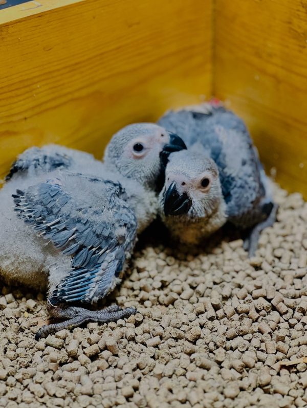 african grey parrot for sale