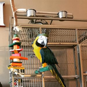 buy blue gold macaw parrot