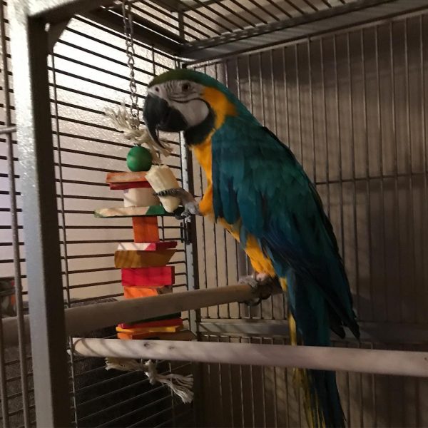 8months Male Blue and gold macaw - Image 2