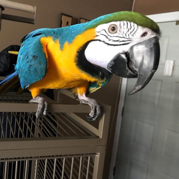 8months Male Blue and gold macaw - Image 3
