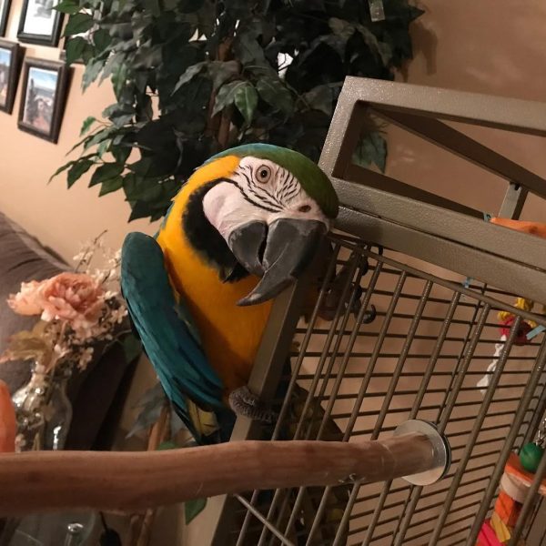 8months Male Blue and gold macaw - Image 4
