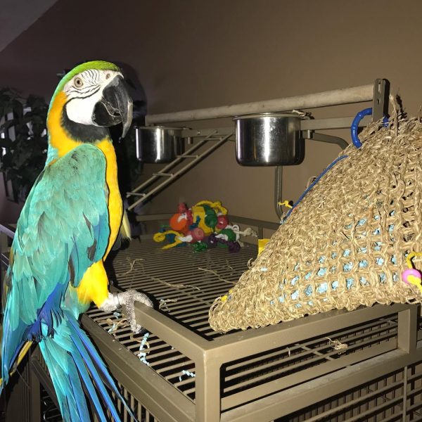 8months Male Blue and gold macaw - Image 5