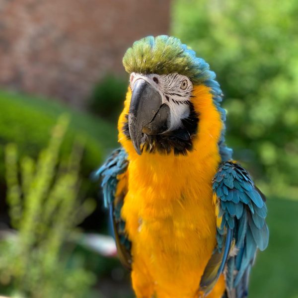 7months male Blue and Gold macaw - Image 2