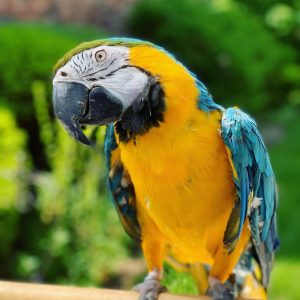 7months male Blue and Gold macaw